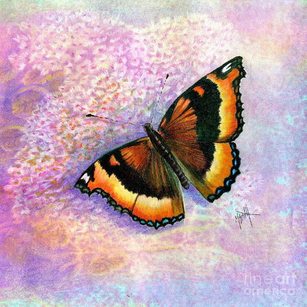 Butterfly Drawing with Color