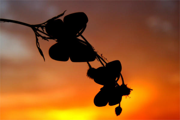 Butterfly Flower Silhouette