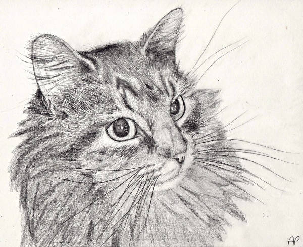 Cat Pencil Drawing