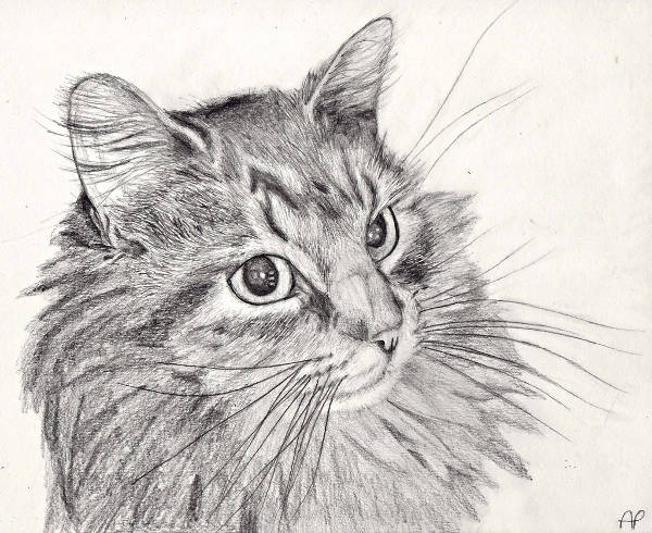 FREE 6+ Cat Drawings in AI