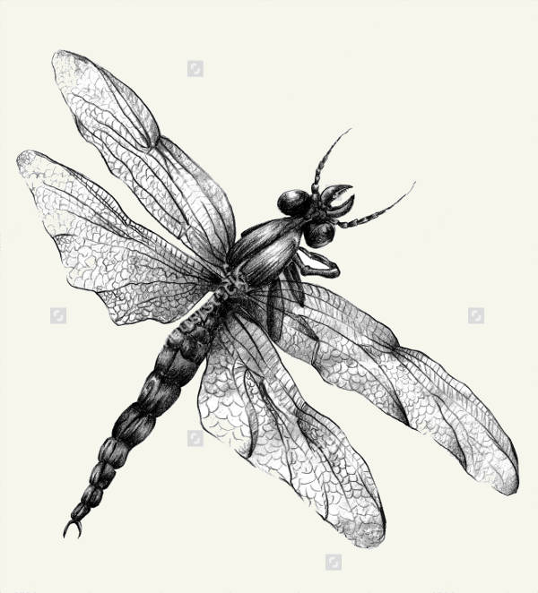 Charcoal Abstract Drgonfly Drawing