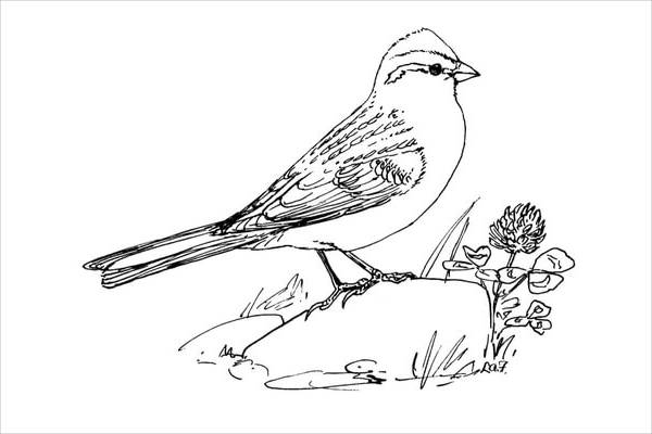 Chipping Sparrow Coloring Page