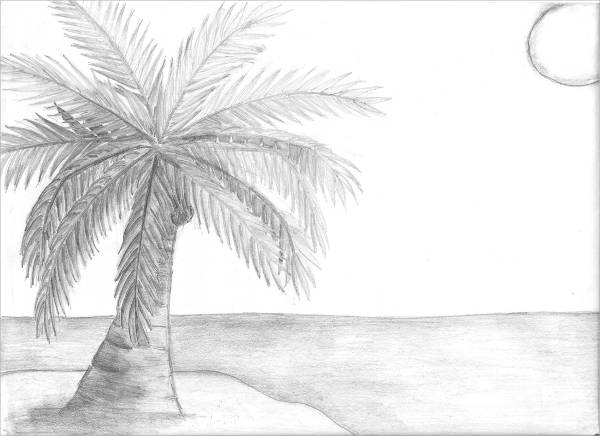 Coconut tree drawing Trees drawing tutorial Tree drawing