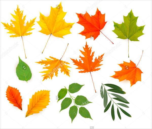 Colorful Leaf Vector