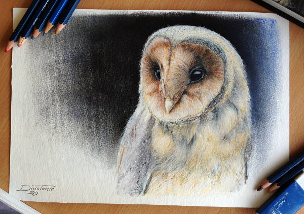 Colorful Owl Drawing