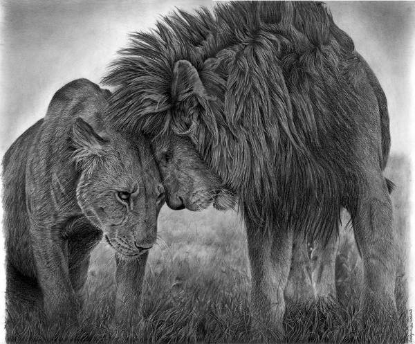 Couple Lion Drawing