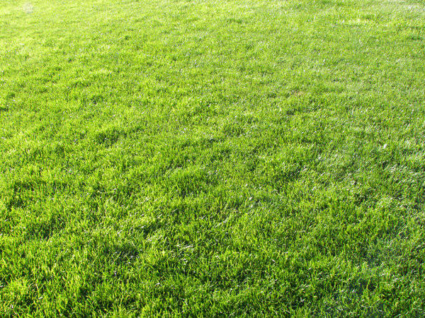 Download Grass Texture