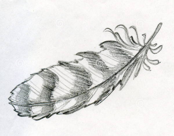 Eagle Feather Drawing