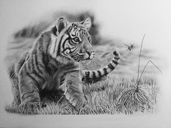 Easy Baby Tiger Drawing