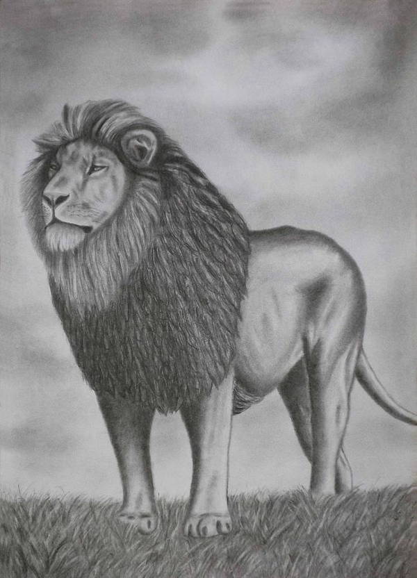 Elegant Lion Drawing