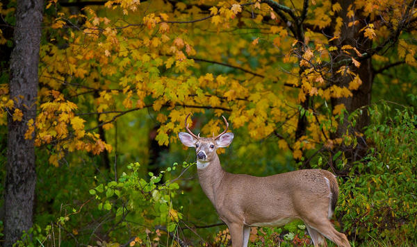 Fall Animal Photography