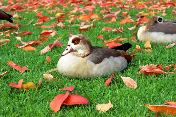 Fall Bird Photography