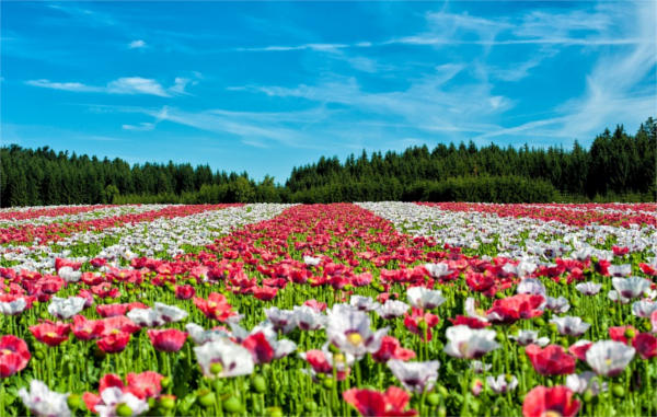 Flower Landscape Photography