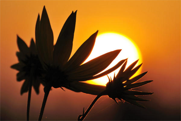 Flower Silhouette Photography