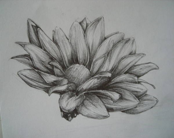 Flower Sketch Drawing