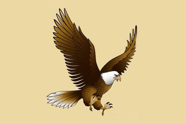 Flying Eagle Clipart