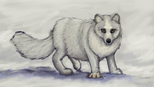 Fox sketch by AlviaAlcedo on DeviantArt