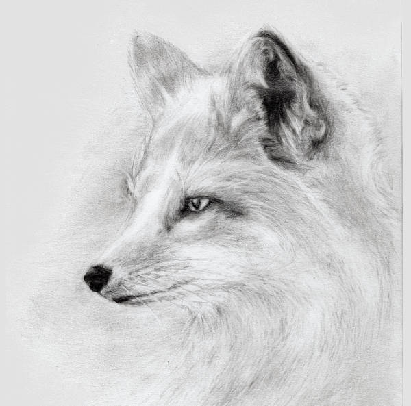 How To Draw A Realistic Fox Face