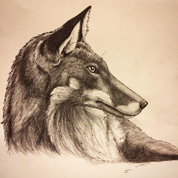 Fox Sketch Drawing