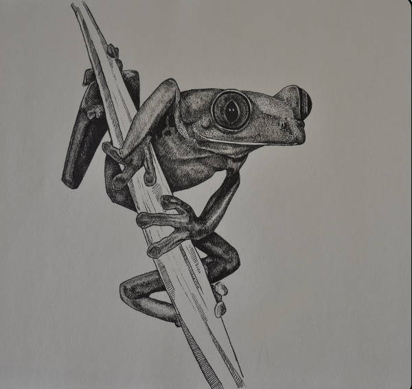 Frog Drawing for Kid