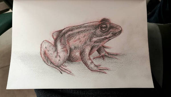Frog  Drawing Skill