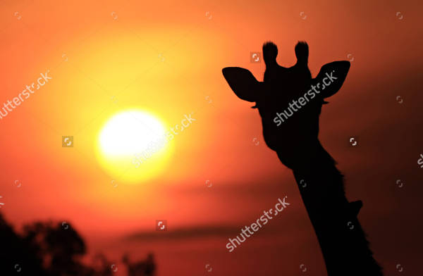 Giraffe Silhouette Sunset