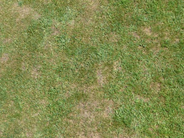 Grass Texture For Free