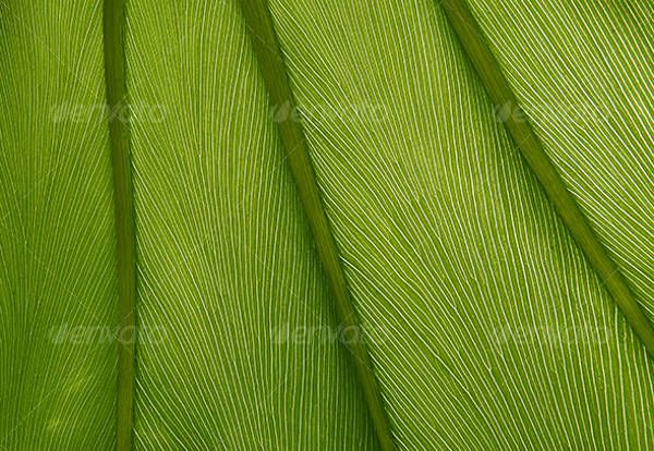 Green Leaf Texture