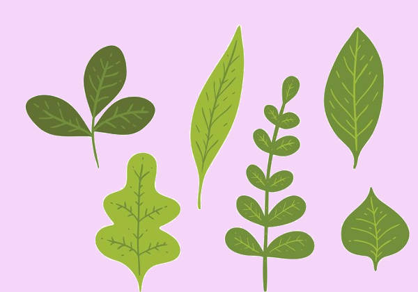 Green Leaf Vector