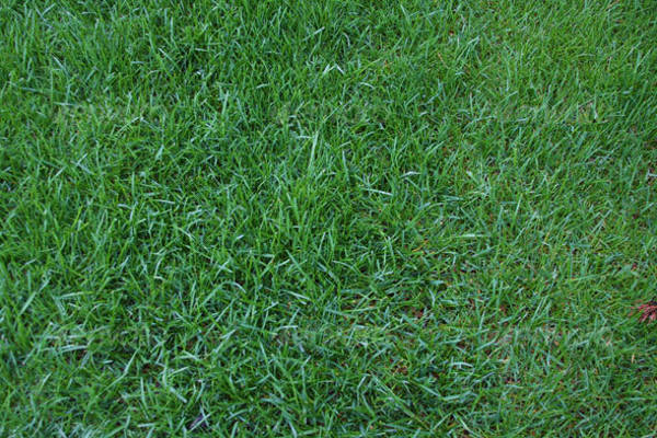 High Quality Grass Texture