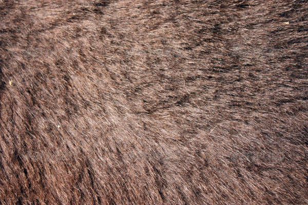 High Resolution Fur Texture