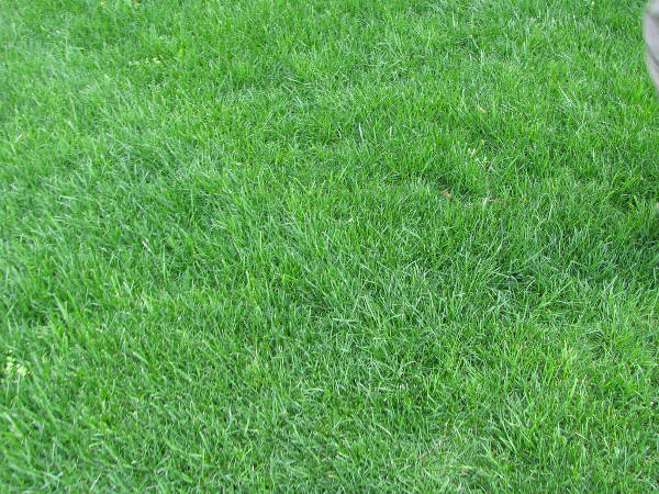 High Resolution Grass Texture