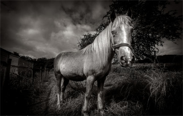 Horse Black and White Photography