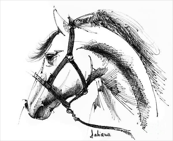 Horse Face Drawing