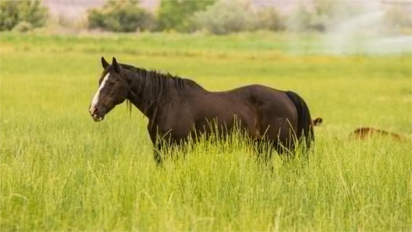 Horse Landscape Photography