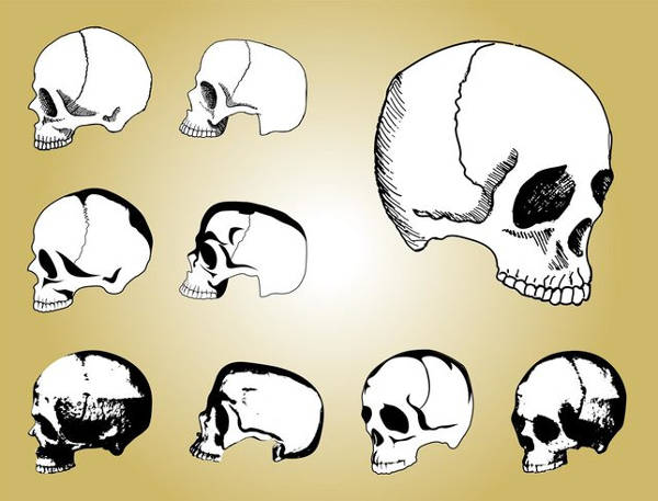 Human Skulls Vector