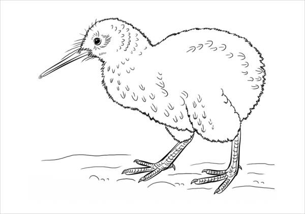 Kiwi Bird Coloring Page