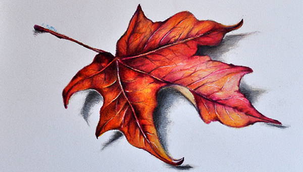 None Graphite PencilBrusto Paper Realistic Leaf Pencil Sketch Size A4