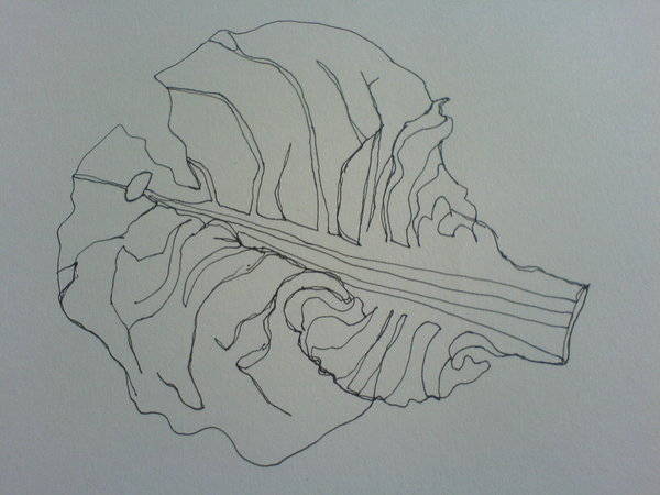 Leaf Line Drawing