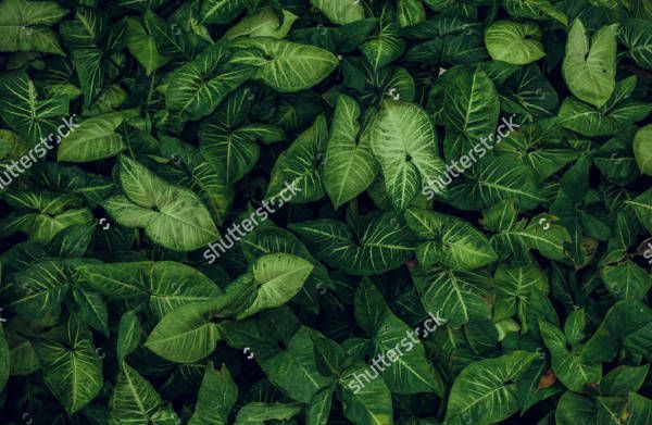 Leaf Texture Background