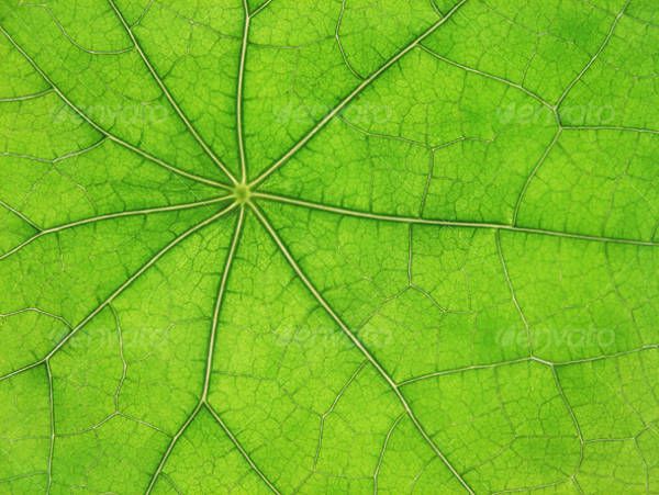 Leaf Vein Texture