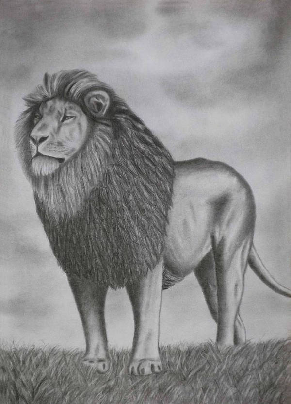 Lion Art Drawing