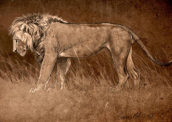 Lion Sketch Drawing