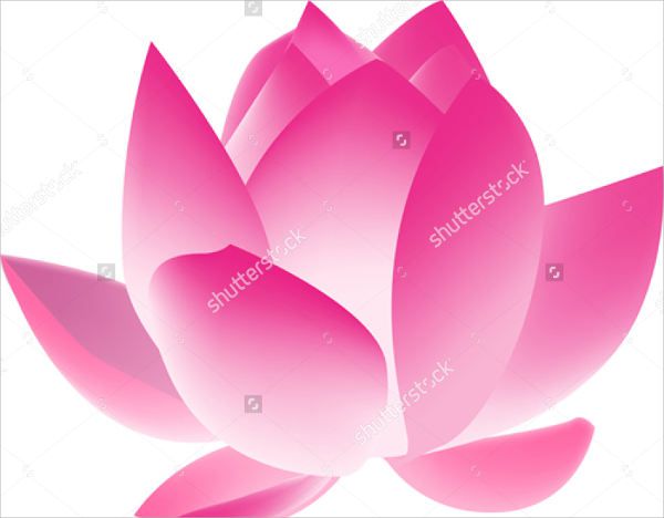 Lotus Flower Illustration