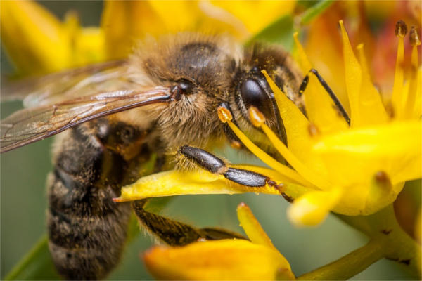Macro Bee Photography
