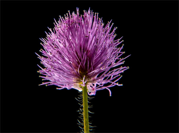 Macro Flower Photography