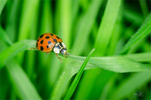 Macro Insect Photography