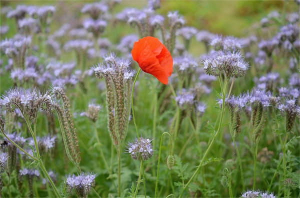 Macro Nature Photography