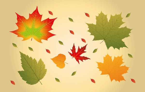 Maple Leaf Vector