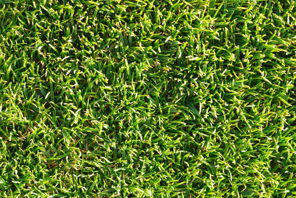 Natural Grass Texture